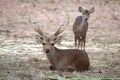 Hog deer Hyelaphus porcinus Royalty Free Stock Photo