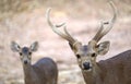 Hog deer Hyelaphus porcinus Royalty Free Stock Photo