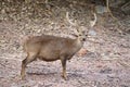 Hog deer Hyelaphus porcinus Royalty Free Stock Photo