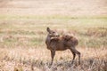 Hog deer Hyelaphus porcinus at Phukhieo wildlife sanctury n Royalty Free Stock Photo