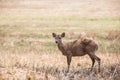 Hog deer Hyelaphus porcinus at Phukhieo wildlife sanctury n Royalty Free Stock Photo