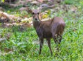 Hog deer(Hyelaphus porcinus) Royalty Free Stock Photo