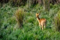 Hog deer at Kaziranga Royalty Free Stock Photo