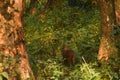 Hog deer at Manas National Park .