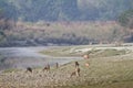 Hog deer and spotted deer in Bardia, Nepal Royalty Free Stock Photo