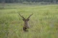 Hog deer standing on grass in national park