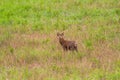 Hog deer (Hyelaphus porcinus) stand alone on green grass at Phu Royalty Free Stock Photo