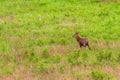 Hog deer (Hyelaphus porcinus) stand alone on green grass at Phu Royalty Free Stock Photo