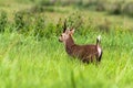 Hog deer (Hyelaphus porcinus) stand alone on green grass at Phu Royalty Free Stock Photo