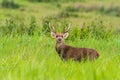 Hog deer (Hyelaphus porcinus) stand alone on green grass at Phu Royalty Free Stock Photo