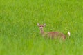 Hog deer (Hyelaphus porcinus) stand alone on green grass at Phu Royalty Free Stock Photo