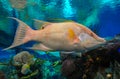 Hog fish (Lachnolaimus maximus), adult tropical fish in marine aquarium Royalty Free Stock Photo