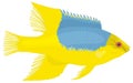 hog fish vector illustration transparent background Royalty Free Stock Photo