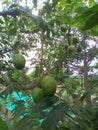 Hog plum fruits with the tree. Delicious and Nutritious Fruit. Tropical fruit