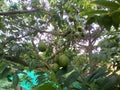 Hog plum fruits with the tree. Delicious and Nutritious Fruit. Tropical fruit.