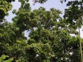 Hog plum tree under blue sky Royalty Free Stock Photo