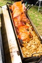 Hog roast prepared. Royalty Free Stock Photo