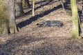 Hog Sleeping in Forest Royalty Free Stock Photo