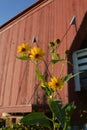 Hogback Flowers 1 Royalty Free Stock Photo