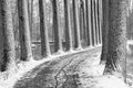 view of lane with trees in park during winter