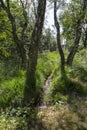 Hoge Kempen National Park. Belgium. Europe