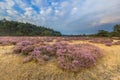 Hoge Veluwe Heathland Royalty Free Stock Photo