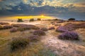 Hoge Veluwe Sand dunes with Heath Royalty Free Stock Photo