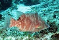 Hogfish Royalty Free Stock Photo