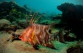 Hogfish or underwater lachnolaimus maximus Royalty Free Stock Photo