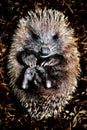 Hoglet Royalty Free Stock Photo