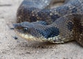 Hognose Snake