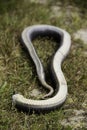 A hognose snake playing dead to deter predators Royalty Free Stock Photo