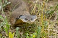 Hognosed Snake Royalty Free Stock Photo
