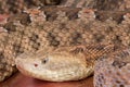Hognosed viper Royalty Free Stock Photo