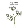 Hogs fennel, or sulphurweed Peucedanum officinale , medicinal plant