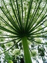 Hogweed Royalty Free Stock Photo