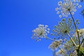 Hogweed Royalty Free Stock Photo