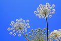 Hogweed Royalty Free Stock Photo