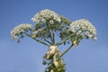 Hogweed Royalty Free Stock Photo