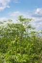Hogweed in an abandoned area of field Royalty Free Stock Photo