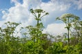 Hogweed in an abandoned area of the field Royalty Free Stock Photo