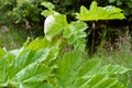 Hogweed blossoms, wild poisonous plant ambrosia Royalty Free Stock Photo