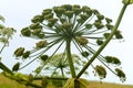 Hogweed blossoms, wild poisonous plant ambrosia Royalty Free Stock Photo