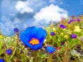 Hogweed colorful flower in blue sky white cloud Royalty Free Stock Photo