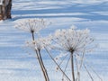 Hogweed covered with snow in the forest, close up