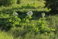 Hogweed in the field. A very dangerous and poisonous plant growing in central Russia, it causes severe burns and sometimes death Royalty Free Stock Photo