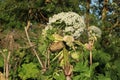 Hogweed in the field. A very dangerous and poisonous plant growing in central Russia, it causes severe burns and sometimes death Royalty Free Stock Photo