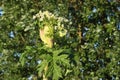 Hogweed in the field. A very dangerous and poisonous plant growing in central Russia, it causes severe burns and sometimes death Royalty Free Stock Photo