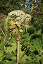 Hogweed in the field. A very dangerous and poisonous plant growing in central Russia, it causes severe burns and sometimes death Royalty Free Stock Photo