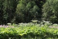 Hogweed in the field. A very dangerous and poisonous plant growing in central Russia, it causes severe burns and sometimes death, Royalty Free Stock Photo